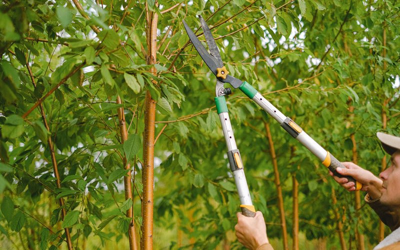 Tree trimming in South China, ME