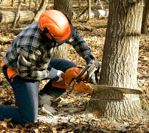 Tree Removal in South China, ME
